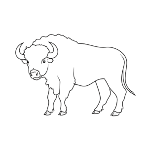 Dessin facile buffle