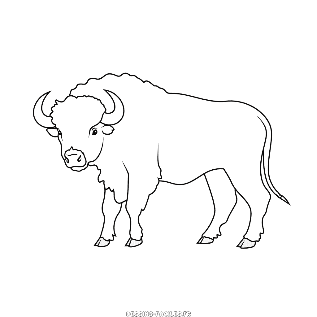 Dessin facile buffle