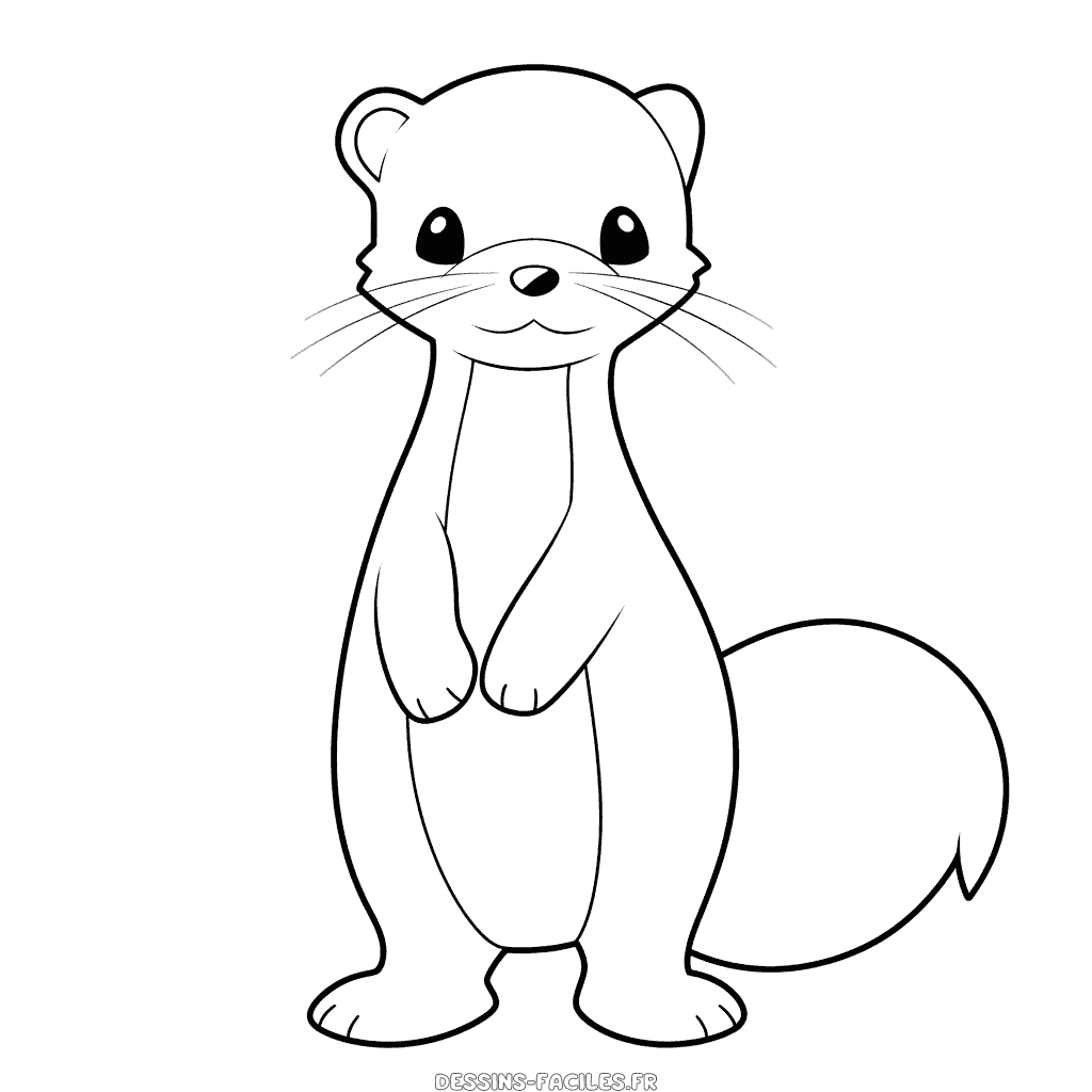 Dessin facile furet